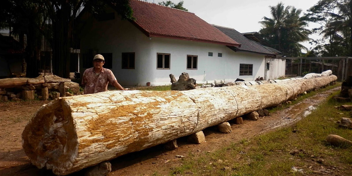 Ствол окаменелого дерева фотография Индонезия