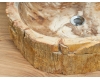 Раковина-чаша Natural Stone Flores из натурального окаменелого дерева
